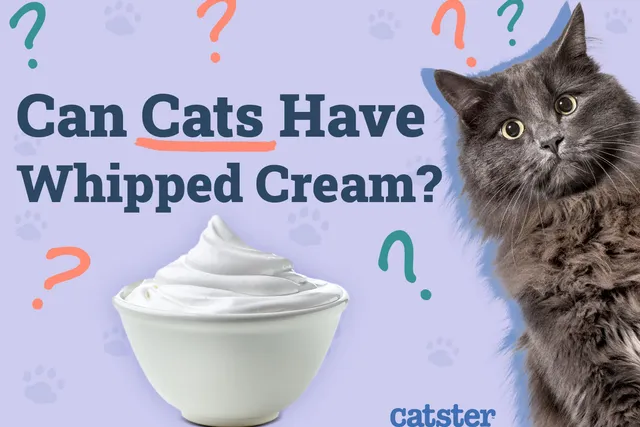 Can Cats Have Whipped Cream? Vet-Verified Facts & FAQ