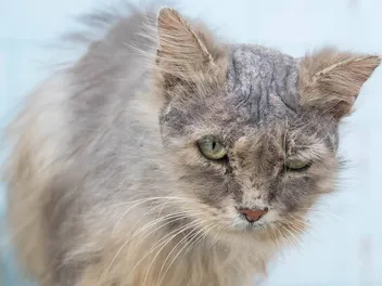 Will Stress Cause a Cat To Lose Their Hair? Vet Approved Facts & FAQ