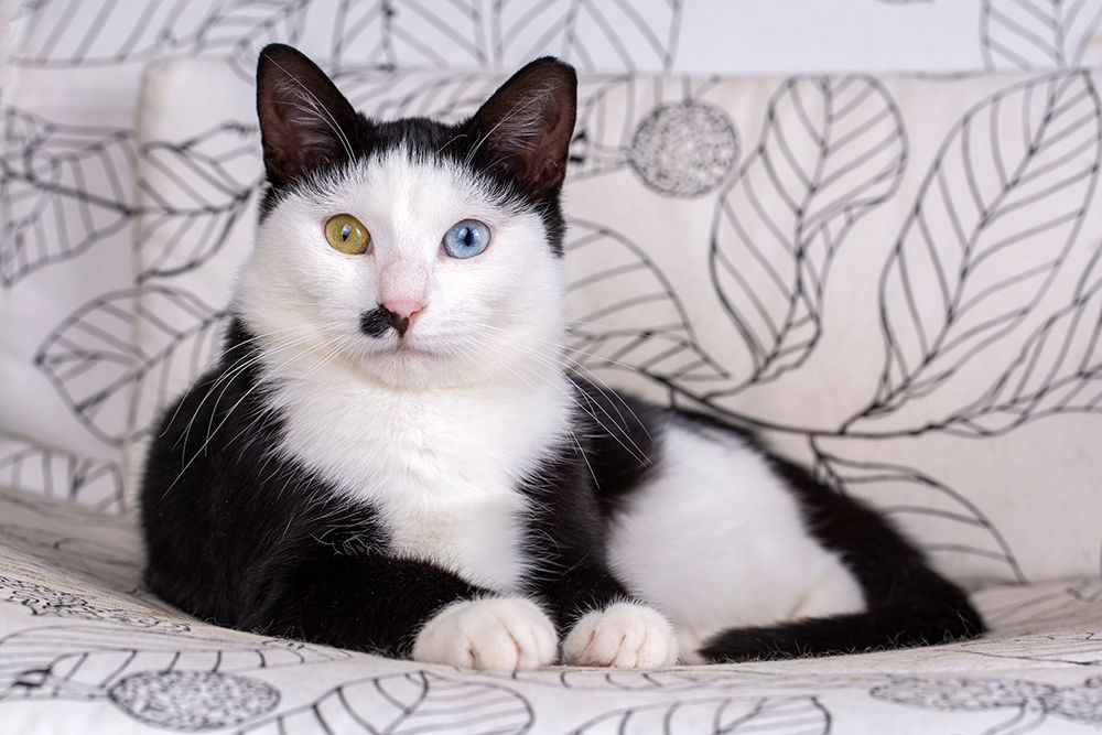 tuxedo cat lying on the sofa