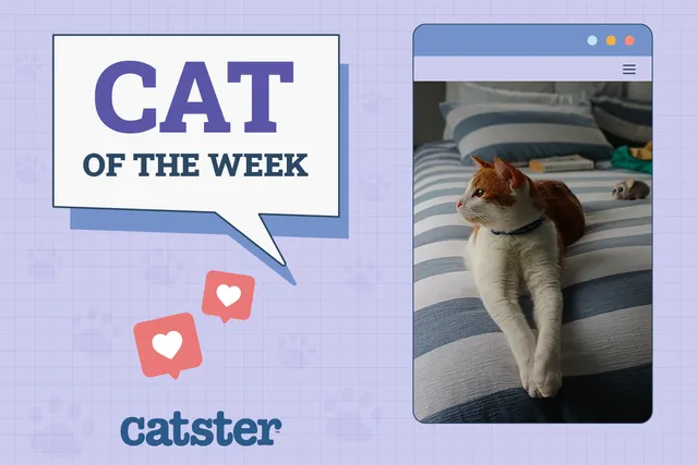 Catster Photo Contest: Cats of the Week Winners (August 7, 2025)