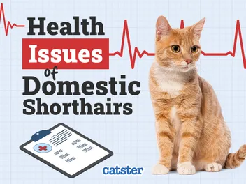 Domestic Shorthair Cat Health Problems: 15 Vet-Verified Issues
