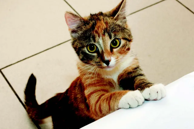How to Stop Your Cat Begging for Food: 6 Ways That Work