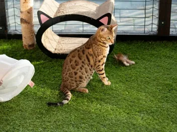 Does My Cat Need a Catio? Vet-Reviewed Pros, Cons & FAQ