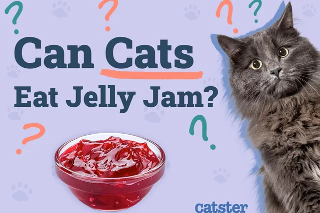 Can Cats Eat Jelly (Jam)? Vet-Reviewed Facts to Consider