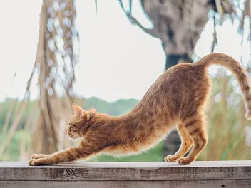 7 Favorite Cat Stretches (With Infographic)