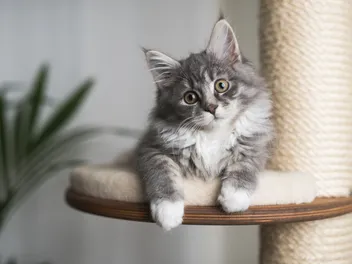 The Ultimate New Kitten Checklist: Must Have Gear, Accessories & Products (Vet-Reviewed)