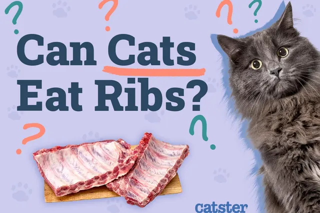 Can Cats Eat Ribs? Vet-Approved Facts & Health Guidelines