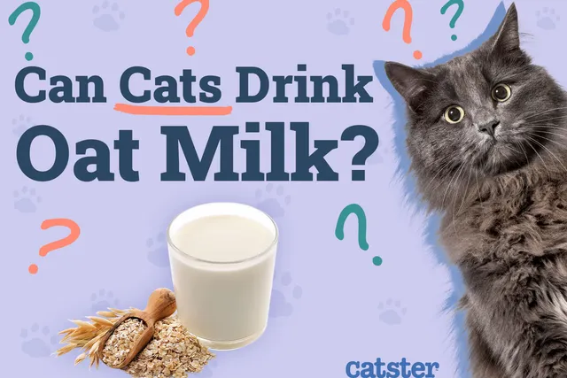 Can Cats Drink Oat Milk? Vet-Reviewed Facts & Safety Guide