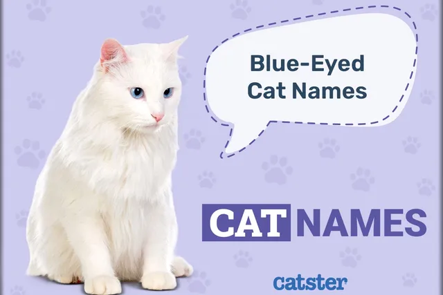 200+ Blue Eyed Cat Names: Beautiful & Unique Ideas