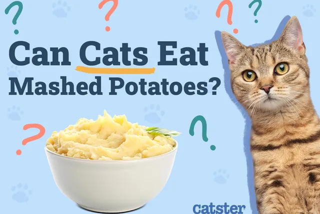 Can Cats Eat Mashed Potatoes? Vet-Verified Nutrition Facts & Safety Guide