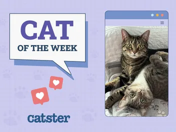 Catster Photo Contest: Cats of the Week Winners (September 11, 2025)