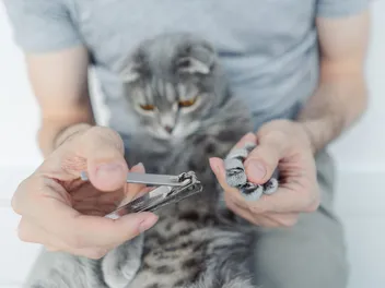 Can I Cut My Cat’s Nails With Human Nail Clippers? Vet-Reviewed Facts & Risks