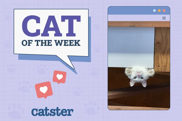 Catster Photo Contest: Cats of the Week Winners (Mar 6, 2025)