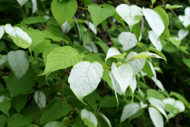 Is Silvervine for Cats Better Than Catnip? Vet-Approved Facts & FAQ