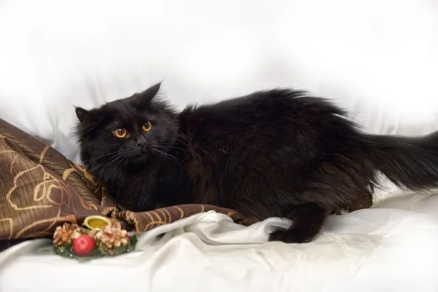8 Vet-Verified Interesting Black Cat Facts That Will Impress You