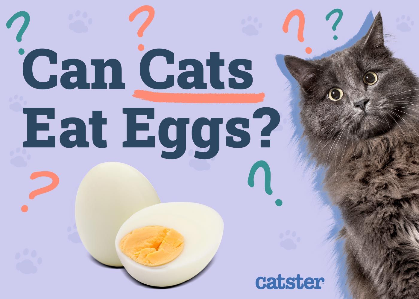 Can Cats Eat Eggs