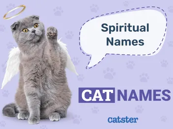 100+ Spiritual Cat Names: Ideas for your Mystical Cat