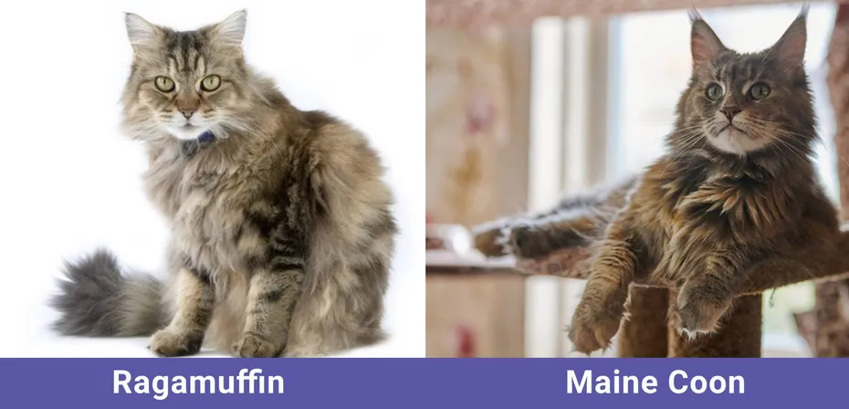 side by side Ragamuffin VS Maine Coon