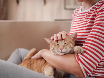 National Foster A Pet Month 2026: When & What Is It?