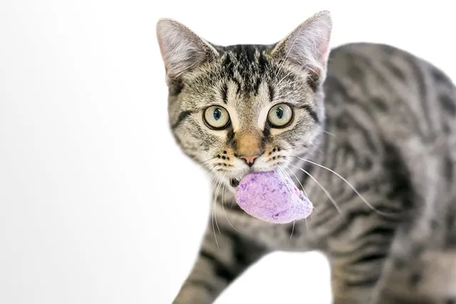 Why Do Cats Bring You Gifts of Toys or Dead Animals? Vet-Reviewed Behavior Guide