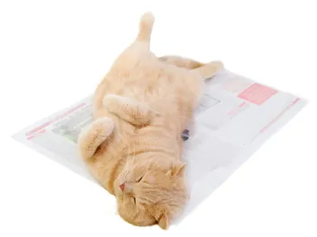 Why Do Cats Like to Sit on Paper? Our Vet Explores 4 Likely Reasons
