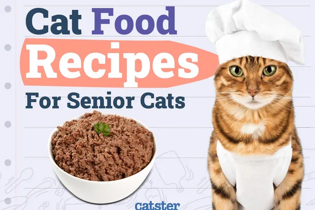 6 Homemade Cat Food Recipes for Senior Cats (With Pictures)