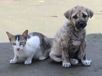How to Get a Cat to Like a Puppy: 10 Proven Methods