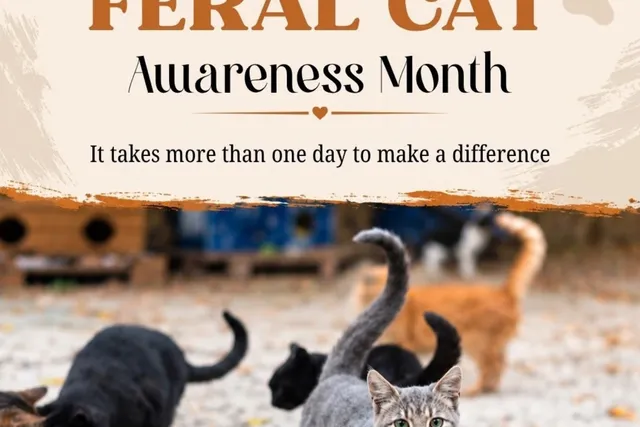 The Mission to Help Feral Cats – It Takes More Than One Day to Make a Difference