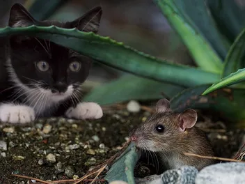 How Do Cats Hunt Mice at Night? Vet-Approved Cat Behavior Guide