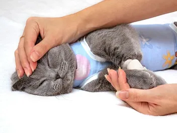 How to Care for Your Cat After Spaying or Neutering: 12 Vet-Approved Tips