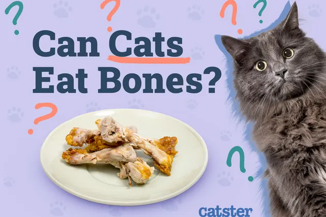 Can Cats Eat Bones? Vet-Approved Diet Facts & FAQ