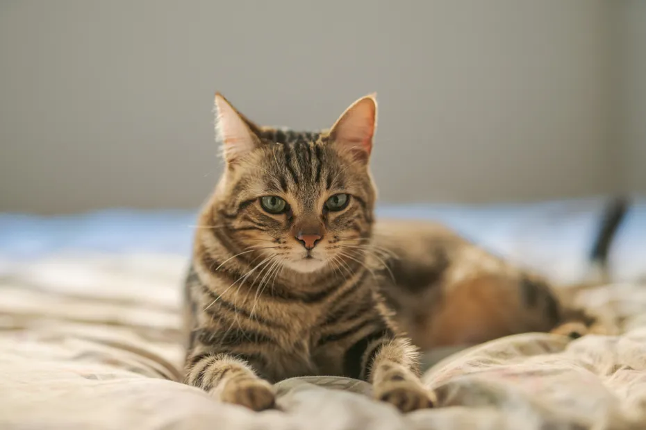 short hair cat lying on the bed at home
