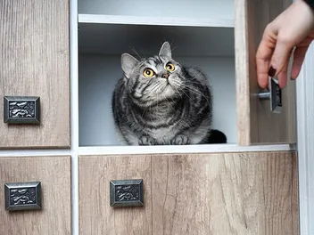 How to Get a Scared Cat Out of Hiding: 5 Vet-Approved Tricks