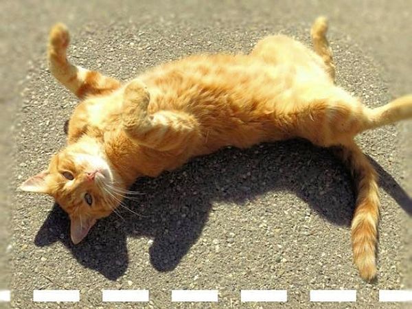 We Chat With CampusCat, a German University's Mascot