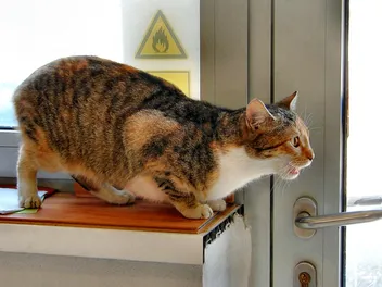 Why Is My Cat in Heat So Much? Vet Approved Facts & FAQ