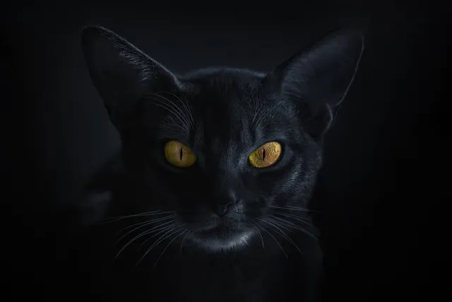 Black Abyssinian Cat: Does This Breed Exist? Our Vet Answers
