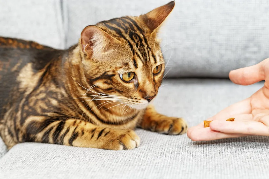 person giving kibble to bengal cat