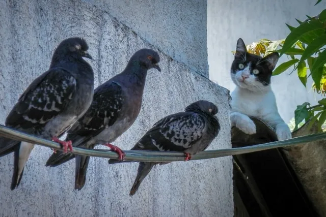 How Do Cats Hunt Birds? Everything You Need to Know!