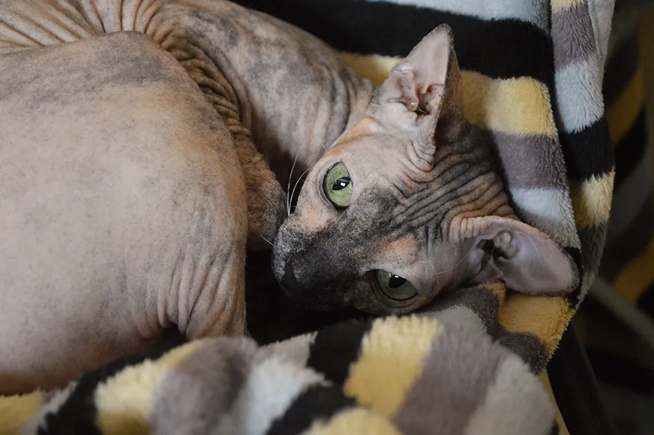 tortoiseshell sphynx cat