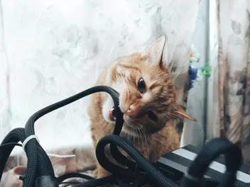 How to Stop Your Cat From Chewing on Electric Cords: 10 Vet-Approved Ways