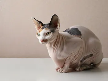 How Long Do Sphynx Cats Live? Vet Reviewed Lifespan, Care Tips & FAQ