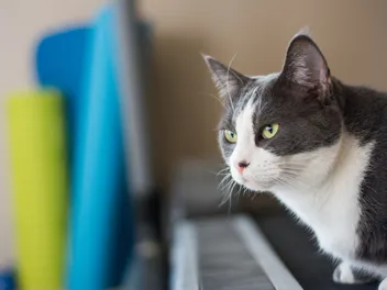How to Get Your Cat to Exercise With You: 12 Vet Approved Workout Ideas