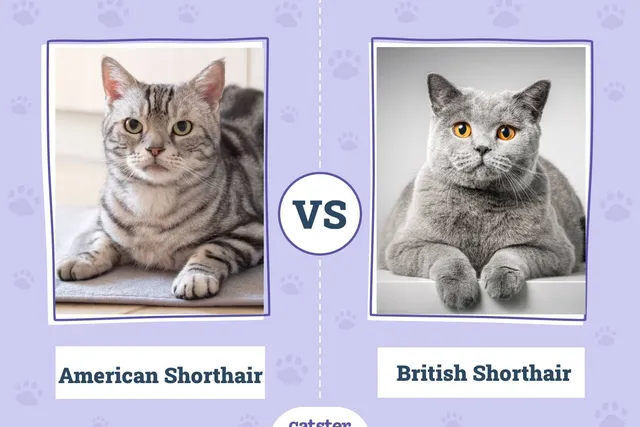 American Shorthair vs British Shorthair Cat: What’s the Difference? (With Pictures)