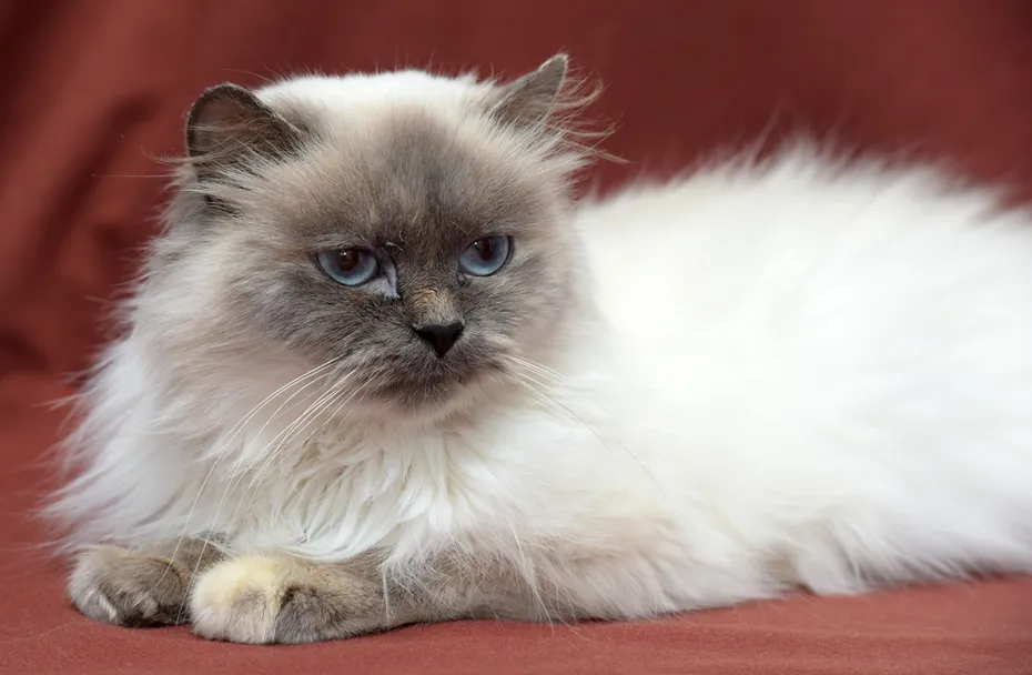 Himalayan bluepoint cat lying