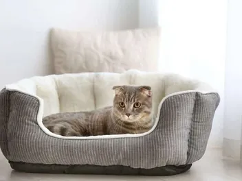 24 DIY Cat Beds You Can Build Today (With Pictures)