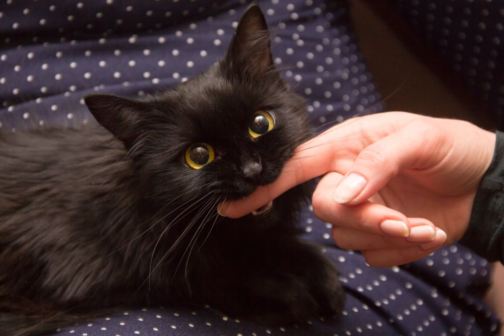Black cat playing with woman hand and biting a finger