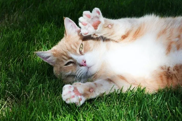 Do Cats Have Scent Glands in Their Paws? Vet Approved Facts & FAQ