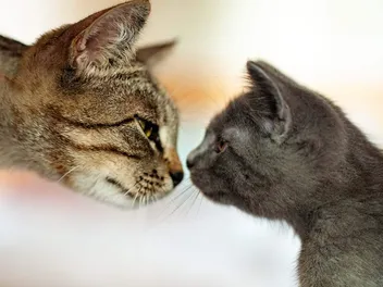 Do Cats Remember Their Mom Or Recognise Her Kittens? Vet-Verified Facts & Info