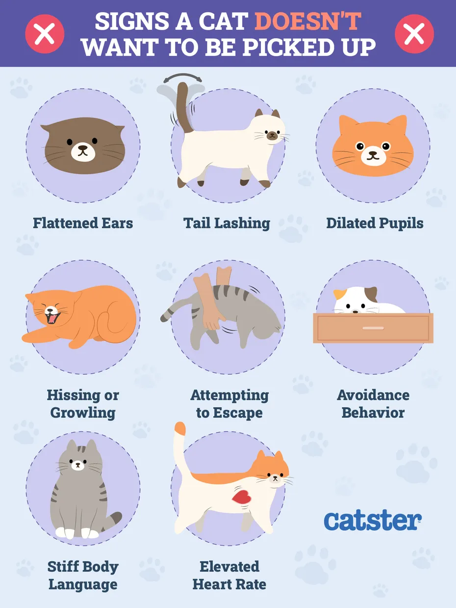 Signs a cat doesnt want to be picked up Infographic