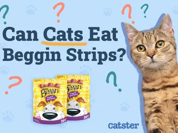 Can Cats Eat Beggin’ Strips? Vet Reviewed Health Risks & FAQ